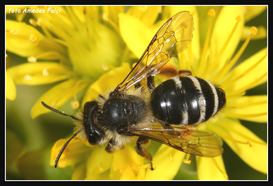 Andrena flavipes e Halictus sp.